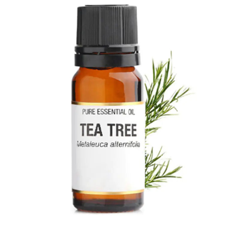 Tea Tree Essential Oil 10ml for Massage and Skin Care